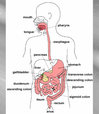 Exeter Hospital Upper Gastrointestinal Gi Endoscopy